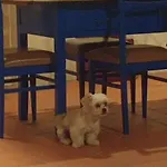 O Cantinho Local * Luso (Mealhada)