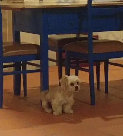 O Cantinho Local * Luso (Mealhada)