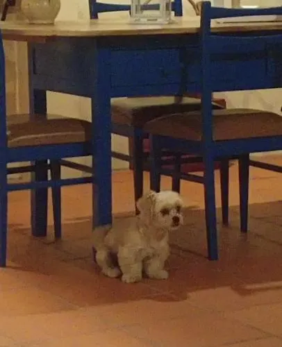 O Cantinho Local * Luso