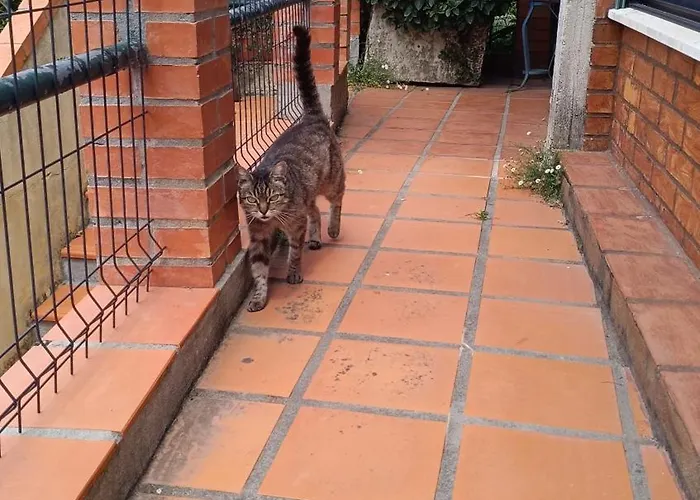 O Cantinho Local לוסו